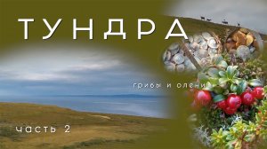 Тундра грибы и олени Рыбачий 2021 часть 2 на велосипеде по Кольскому полуострову