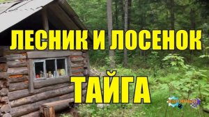ЖИЗНЬ В ТАЙГЕ _ ЛЕСНИК И ЛОСЕНОК