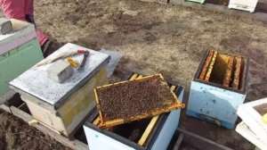 Исправление безматочной семьи после выставки из зимовника (03. 04.2024)