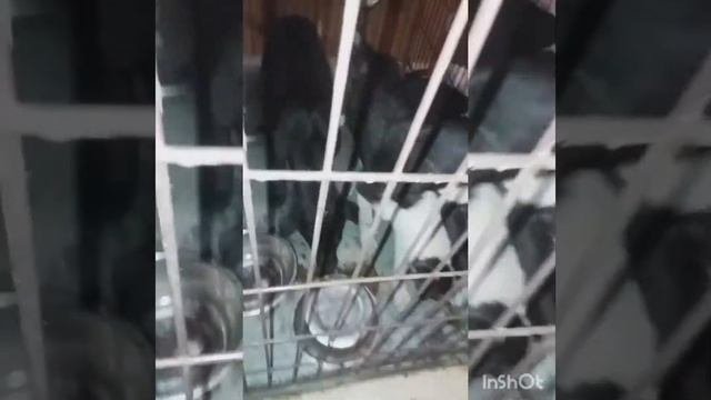 мои подопечные