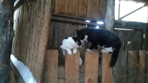 Рэп котов