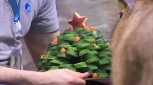 🎄Капибары из Москвариума получили свой новогодний подарок