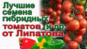 Лучшие томаты от Липатова