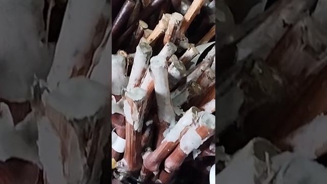 29 февраля 2024 г.