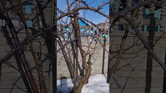 Обрезка плодовых деревьев.