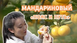 Мандариновый "Пояс и путь" - из китайского уезда Чэнгу в страны Центральной Азии