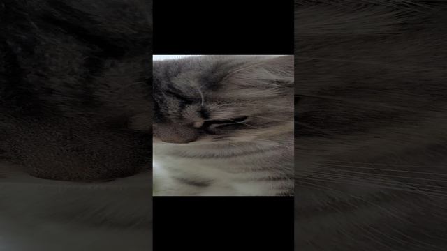Нюська на весах