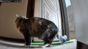 Кошку вырвало на видеокамеру