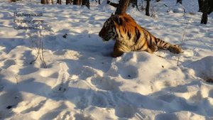Амур и Тимур 15, 21 декабря 2016 г.