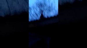 Работа чубарой подсадной утки