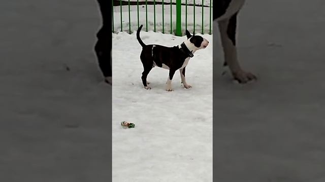 💪стандартный бультерьер 💥Тор🤗вязка Москва. 89776397274. смотреть онлайн