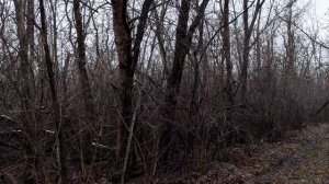 Новопашковский лес Краснодарский край. Испытания гончих пород