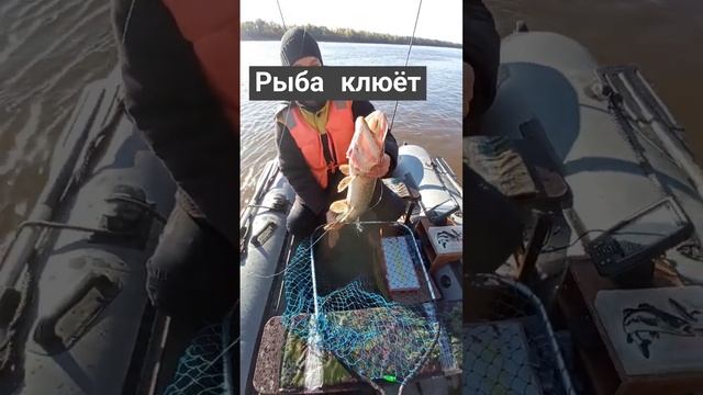 Рыба клюёт
