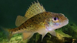 Реальная рыбалка 2. Ёрш