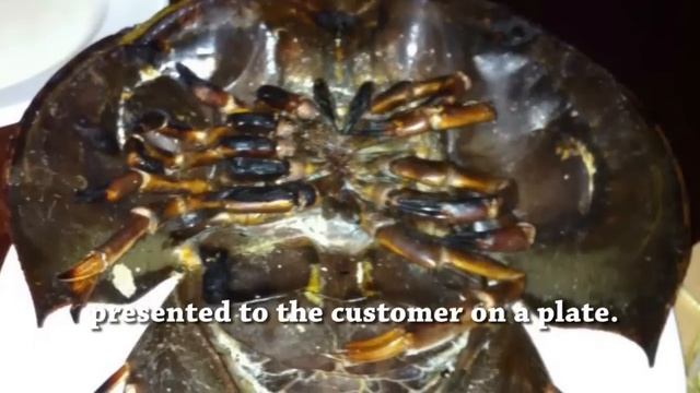 Bizarre Foods - Eating Pre-historical Horseshoe Crab in Thailand