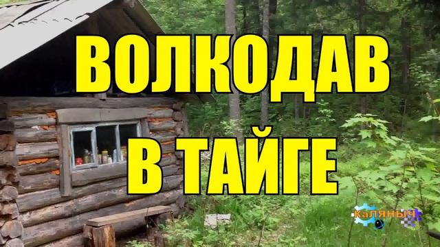 0995 - ВОЛКОДАВ _ ЖИЗНЬ В ТАЙГЕ _ ПРИРУЧИТЬ ВОЛКА смотреть онлайн