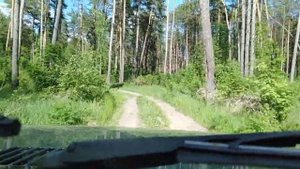 На Ниве по лесу