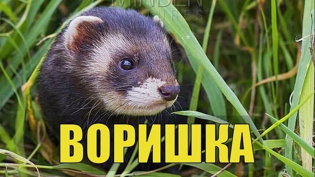 0053 - Вор ушёл громко хлопнув дверью ХОРЕК и КОТ СЛУЧАЙ в ЛЕСУ в ДЕРЕВНЕ ЛЕСНАЯ ИЗБА СУДЬБА ЖИЗНЬ в смотреть онлайн