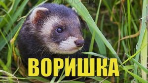0053 - Вор ушёл громко хлопнув дверью ХОРЕК и КОТ СЛУЧАЙ в ЛЕСУ в ДЕРЕВНЕ ЛЕСНАЯ ИЗБА СУДЬБА ЖИЗНЬ в
