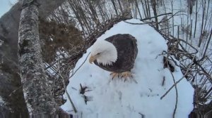 CarbonTV Eagle Cam - Sunday morning visit - 01-31-16