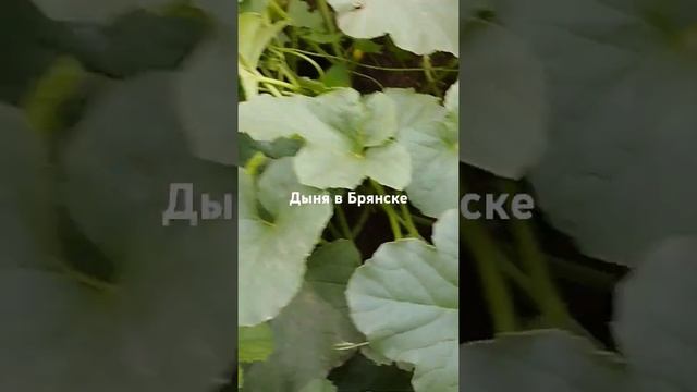 29 июля 2024 г.