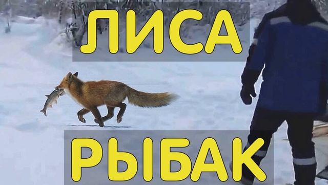 ЛИСА ПРИШЛА ЗА УЛОВОМ ПРОМЫСЕЛ В ТАЙГЕ ДОМАШНЯЯ ЛИСА ИЗБУШКА ОХОТНИКА ОДИН ОТШЕЛЬНИКИ ЖИЗНЬ В смотреть онлайн