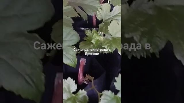 21 апреля 2024 г.
