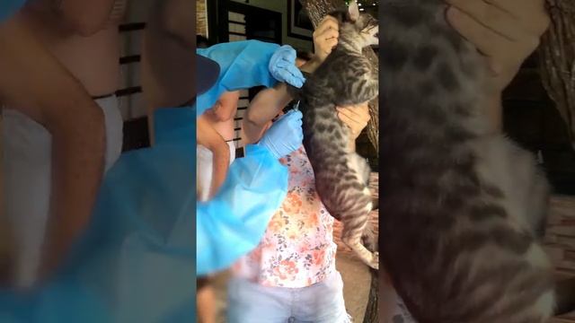 VACUNACUNAMOS CONTRA LA RABIA PERROS Y GATOS