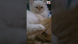 Настюня пришла пожелать Пикселюше спокойной ночи 🌙😽🥰😽🛏