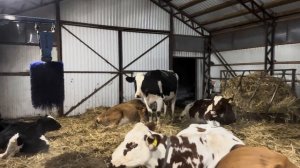 Отключили электричество на 4 суток! Как мы справлялись с огромным хозяйством без электричества?!