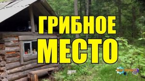 ГРИБНОЕ МЕСТО _ ДЕД И МЕНТ _ ЖИЗНЬ В ТАЙГЕ