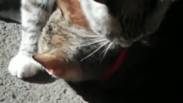 Не нравится ошейник смотреть онлайн