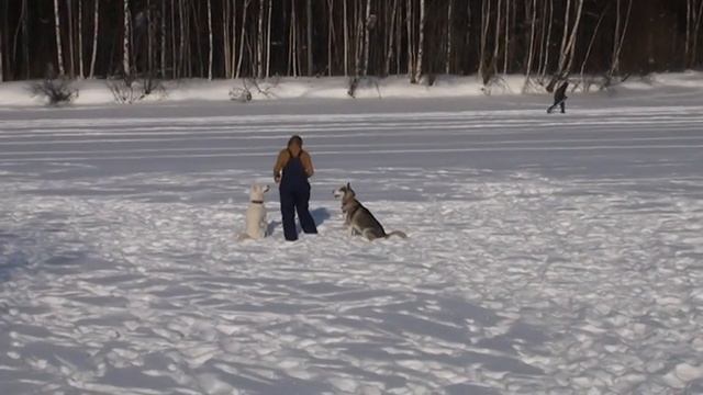 Прогулка с Хаски смотреть онлайн