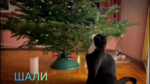 Выпускники приюта поздравляют всех с новым годом! Галерея красивых, счастливых и ухоженных котиков.
