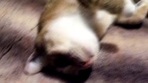 СЕСТРА эпплджек ЭППЛ БЛУМ ИСПУГАЛАСЬ КОШКУ и хочет домой 💙 ПОНИ В РЕАЛЬНОЙ ЖИЗНИ 💙