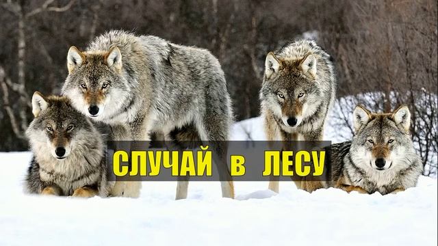 0105 ВОЛЧЬИ НОГИ и ЯКУТ СЛУЧАЙ в ТАЙГЕ СУДЬБА ИСТОРИИ из ЖИЗНИ ЛЕСНЫЕ РАССКАЗЫ ПРИРОДА ВОЛКИ СЕРИАЛ смотреть онлайн