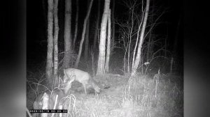 Солонец для копытных №3 #1