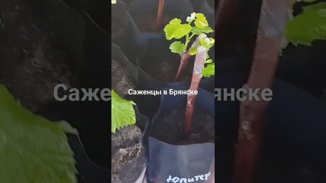 14 марта 2024 г.Саженцы в Брянске.