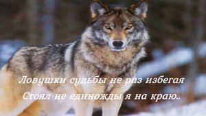 Монолог одиночки. Авторский стих "Я Волк - Одиночка" А.Палыч