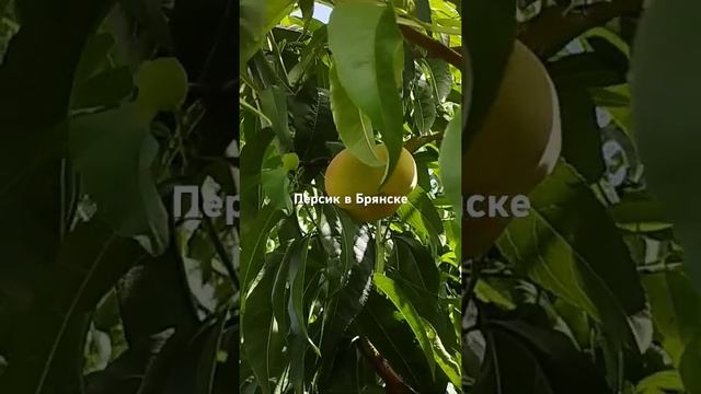 20 июля 2024 г.