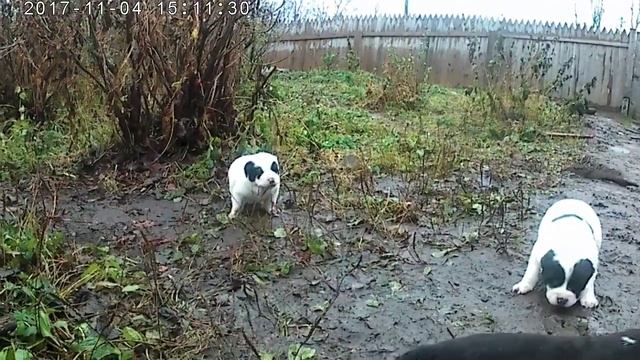 где мы ...писк и визг смотреть онлайн