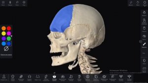 Новый инструмент в 3д анатомическом атласе Пирогов