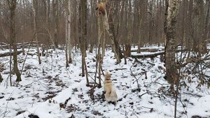 Ванга и куница.