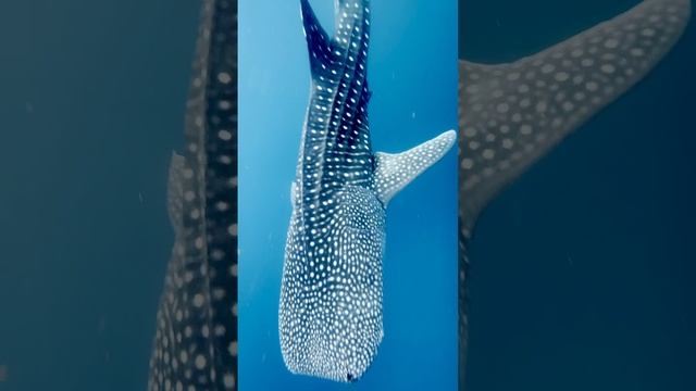Филиппины Китовые акулы Philippines Whales shark #shorts #Philippines #moalboal #panglao #travel смотреть онлайн