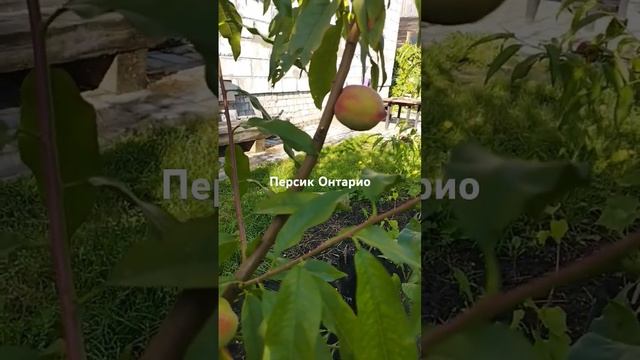 1 августа 2024 г.
