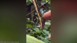 This Snake Has A Spider On Its Tail To Trick Birds