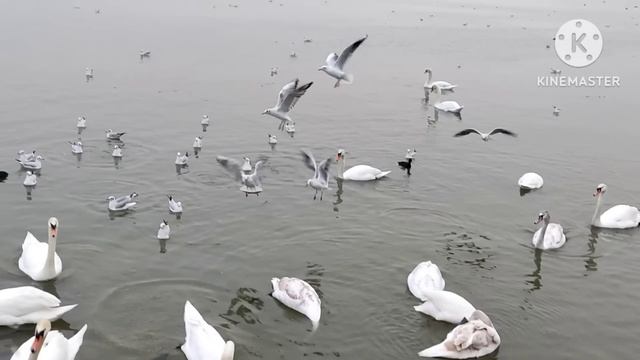 Марина Иванова.Мальчики,фиолетовый другСтепан ,прокладки,морковь-торчком,онаВас прорекламирует,ждит