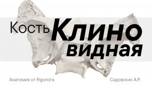 Клиновидная кость