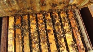 Обзор семьи в Ярославле. 28.10.2020г.