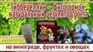 Гиббереллин активатор роста